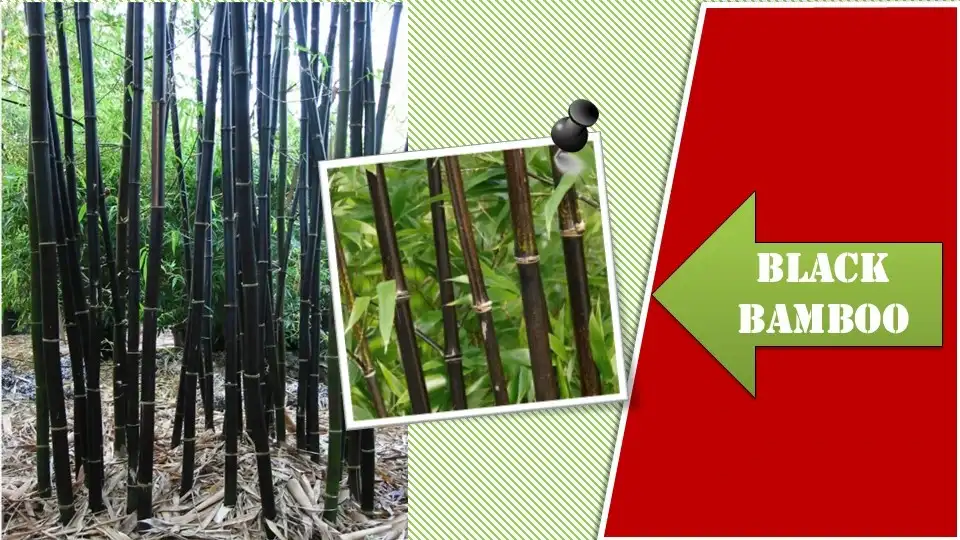 Black Bamboo | Types of Bamboo Plants
