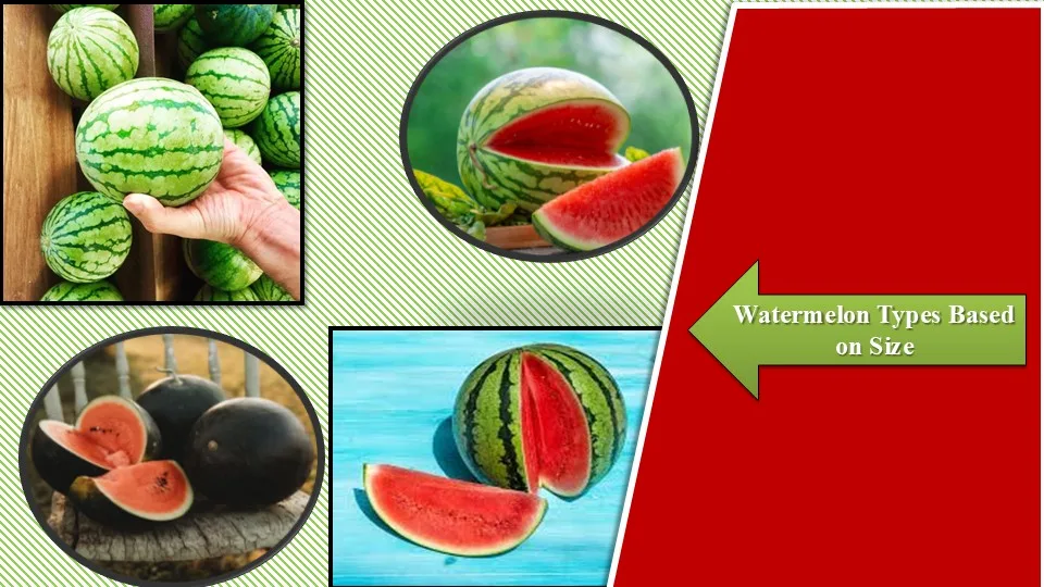 Watermelon Types Based on Size | Different Types of Watermelon