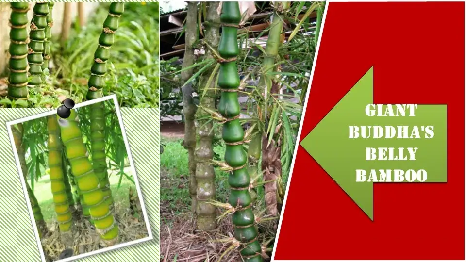 Giant Buddha's Belly Bamboo | Types of Bamboo Plants
