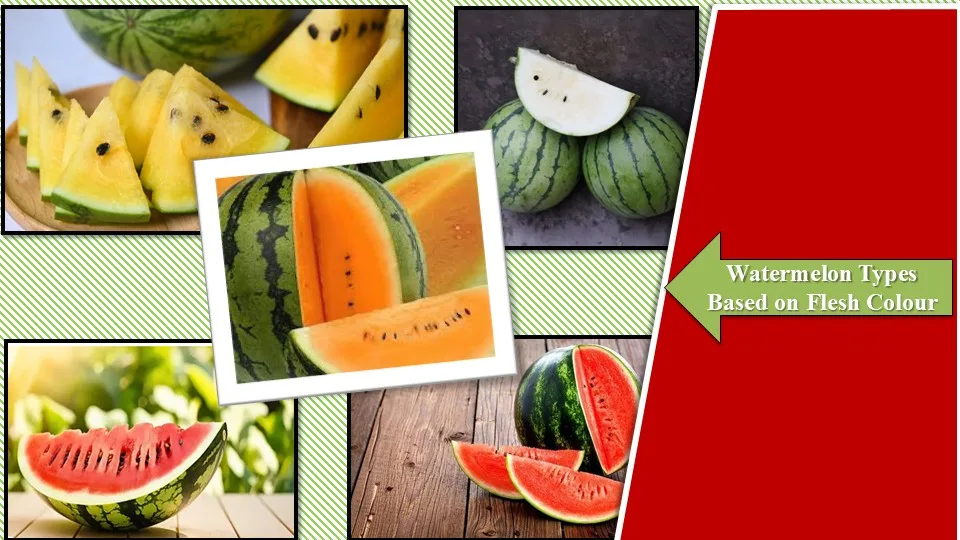 Different Types of Watermelon