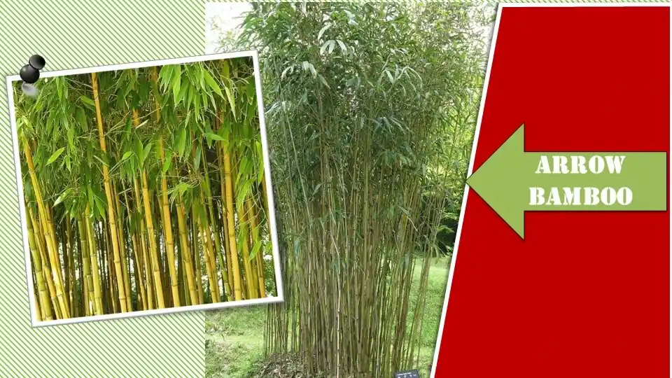 Arrow Bamboo |  Types of Bamboo Plants
