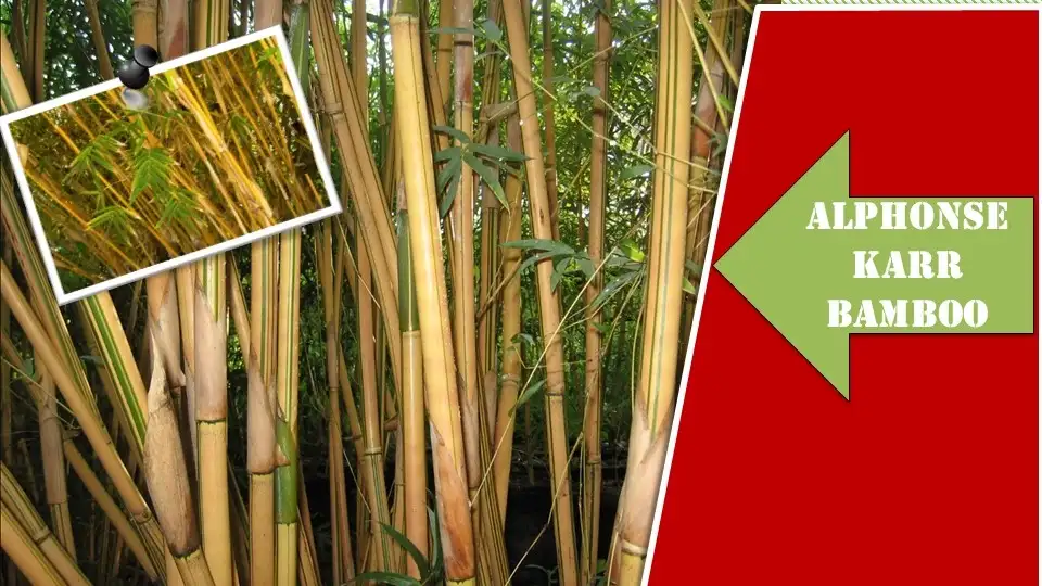 Alphonse Karr Bamboo | Types of Bamboo Plants