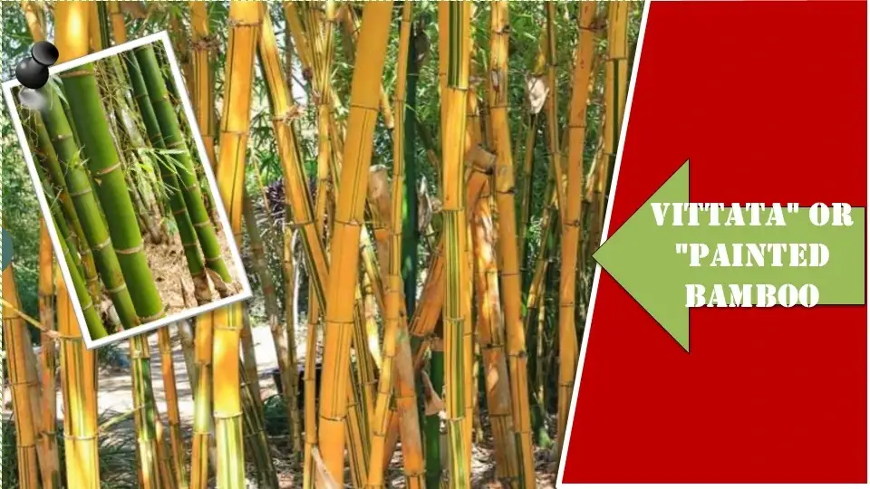 Vittata/Painted Bamboo Plants | Types of Bamboo Plants