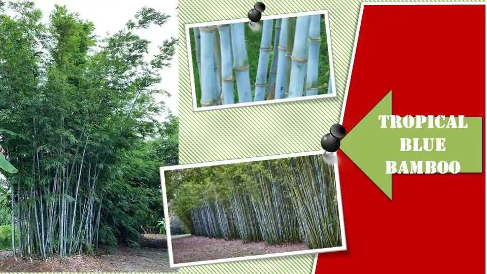 Tropical Blue Bamboo | Types of Bamboo Plants