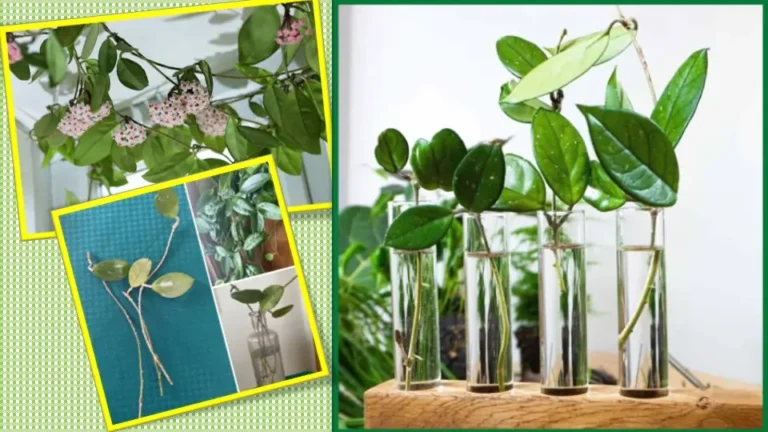 How to Propagate Hoya