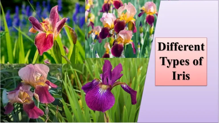 Different Types of Iris