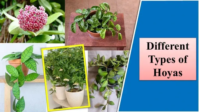 Different Types of Hoyas | How to Propagate Hoya