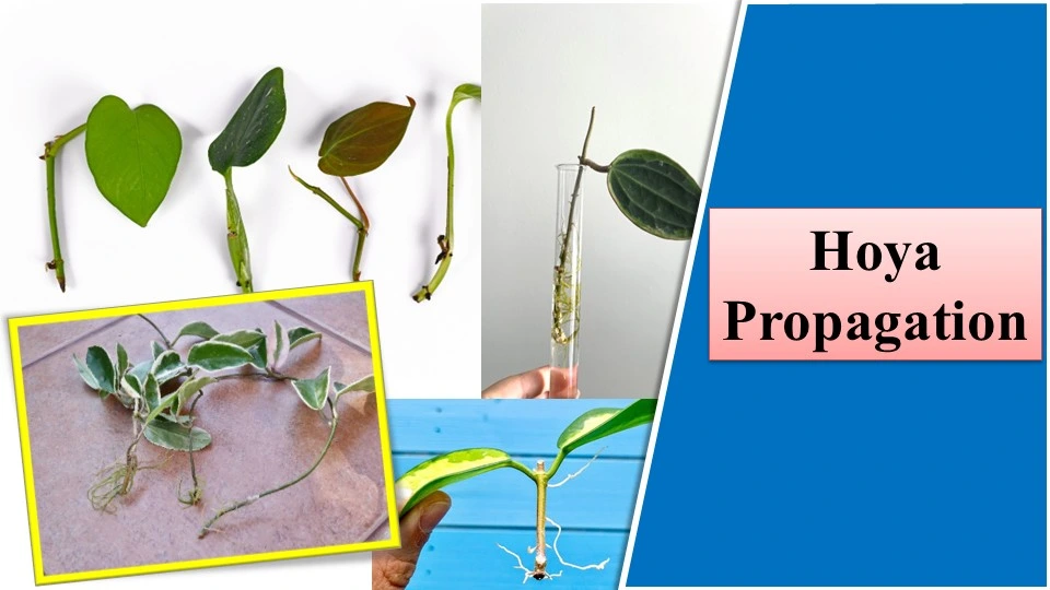 Hoya Propagation | How to Propagate Hoya