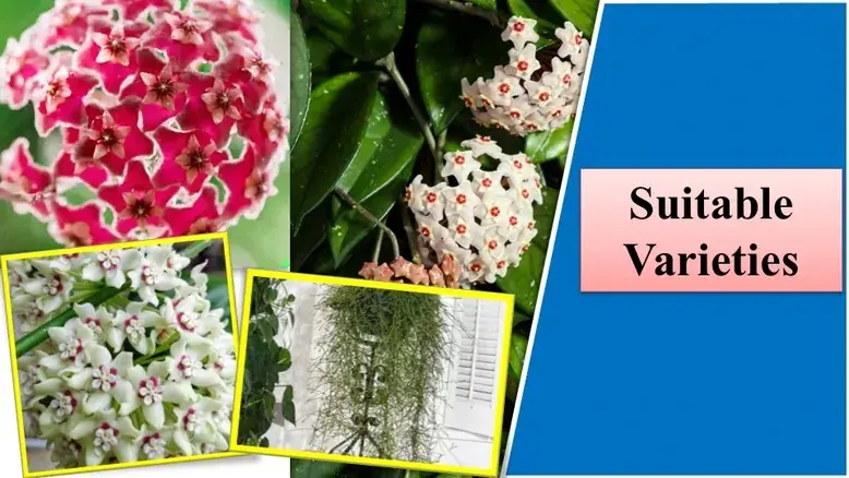Suitable Varieties | How to Propagate Hoya