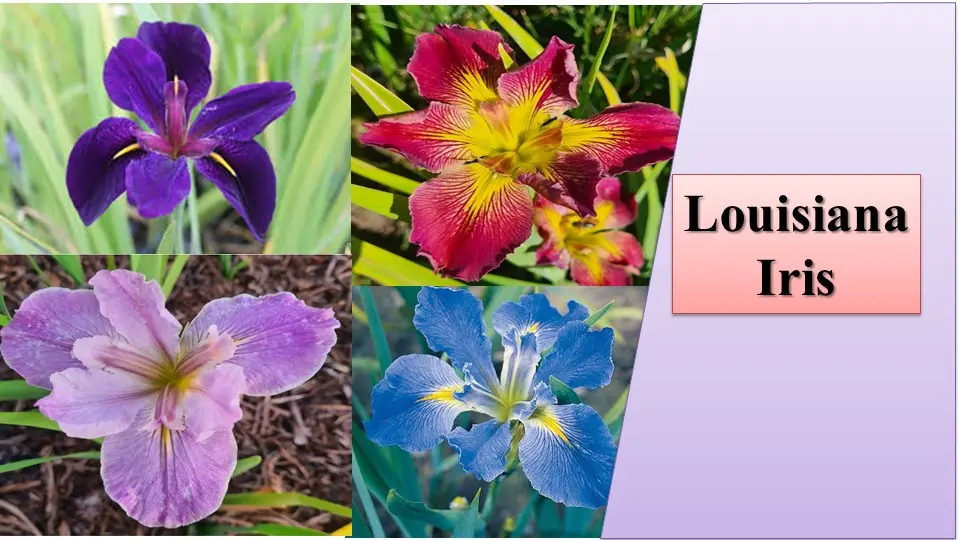 Louisiana Iris | Different Types of Iris