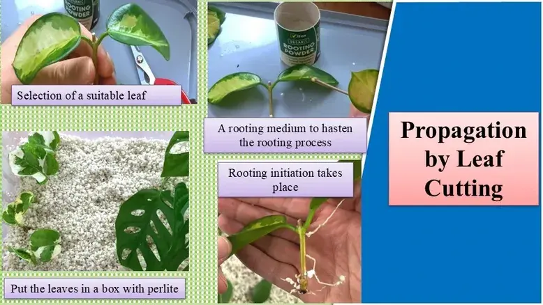 Hoya Propagation | How to Propagate Hoya